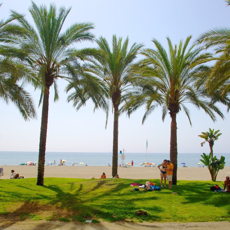 Palmeras en primer plano con la playa de La Malagueta al fondo, en Málaga, España