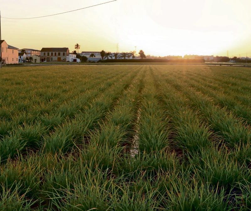 Scenic view of the Huerta de Valencia, with lush green fields and traditional Valencian farmland under a clear blue sky